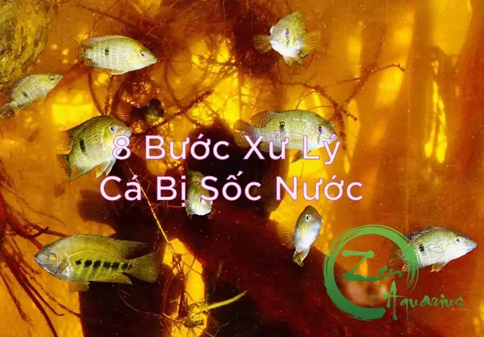 Cá Bị Sốc Nước, Cách Chữa Cá Bị Sốc Nước, Dấu Hiệu Cá Bị Sốc Nước, Cá Bị Sốc Nước Phải Làm Sao, Cách Cứu Cá Bị Sốc Nước, Cách Xử Lý Khi Cá Bị Sốc Nước, Cá Bị Sốc Nước Chết