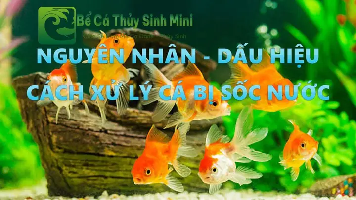 Cá Bị Sốc Nước, Cá Bị Shock Nước, Cách Cứu Cá Bị Sốc Nước, Dấu Hiệu Cá Bị Sốc Nước, Cách Xử Lý Cá Bị Sốc Nước, Xử Lý Cá Bị Sốc Nước, Cách Xử Lý Khi Cá Bị Sốc Nước, Cách Trị Cá Bị Sốc Nước, Cá Bị Sốc Nước Chết, Cách Chữa Cá Sốc Nước