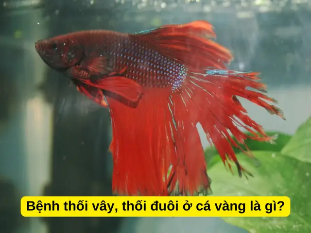Bệnh Thối Vây, Thối Đuôi Ở Cá Vàng Là Gì?