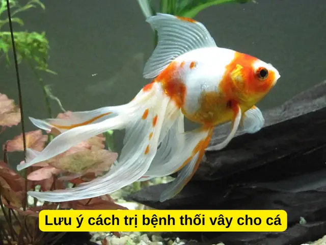 Lưu Ý Cách Trị Bệnh Thối Vây Cho Cá