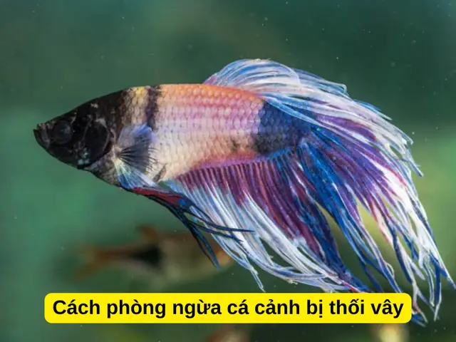 Cách Cách Phòng Bệnh Thối Vây Cá Cảnh