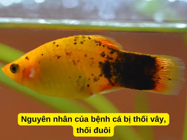 Nguyên Nhân Của Bệnh Cá Bị Thối Vây, Thối Đuôi