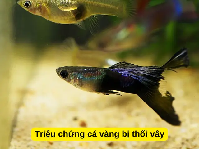 Triệu Chứng Cá Vàng Bị Thối Vây
