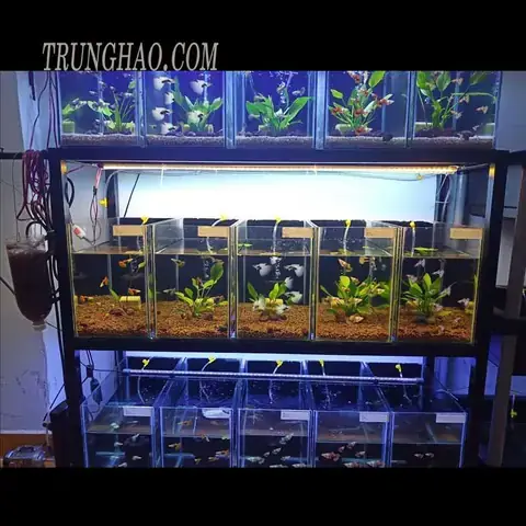 Nguyên Nhân Chính Dẫn Đến Tình Trạng Cá Bị Túm Lắc