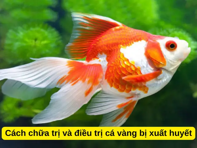 Cách 2: Sử Dụng Methylen Và Tetracyclin