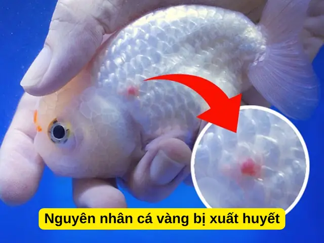 Nguyên Nhân Cá Vàng Bị Xuất Huyết