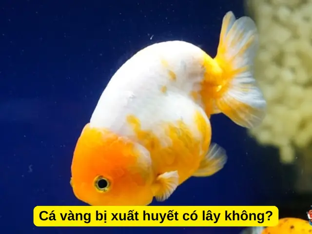 Cá Vàng Bị Xuất Huyết Có Lây Không?
