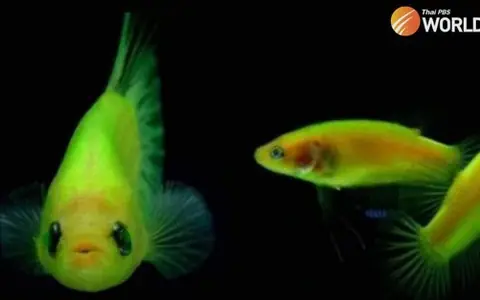 Cá Biến Đổi Gen: Toàn Cảnh Công Nghệ, Tiềm Năng Và Những Điều Cần Cân Nhắc