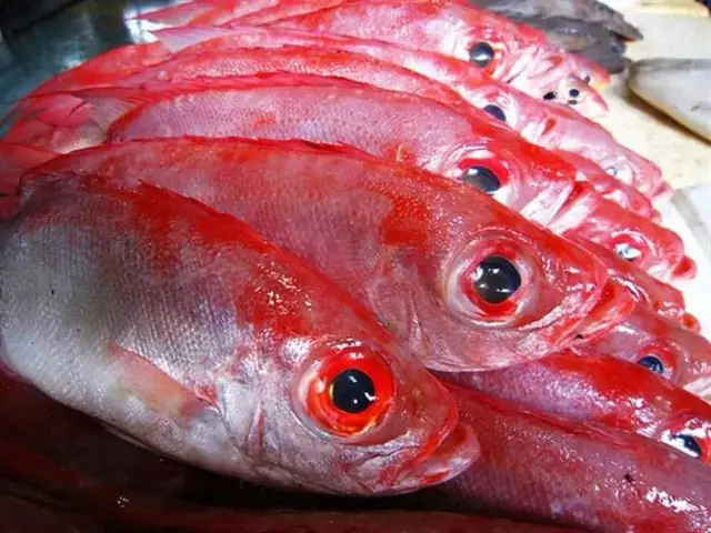 Cá Biển Màu Đỏ: Hiện Tượng Hiếm Gặp Và Những Nguy Cơ Cần Biết