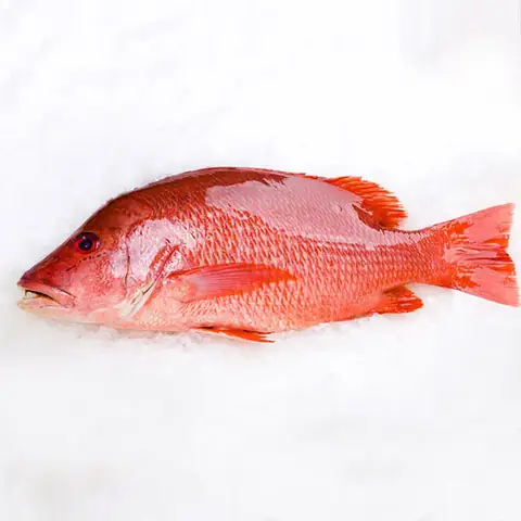 Cá Biển Màu Hồng: Nguyên Nhân, Mối Nguy & Cách Phòng Tránh Hiệu Quả