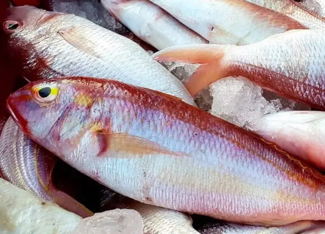 Cá Biển Màu Hồng: Nguyên Nhân, Mối Nguy & Cách Phòng Tránh Hiệu Quả