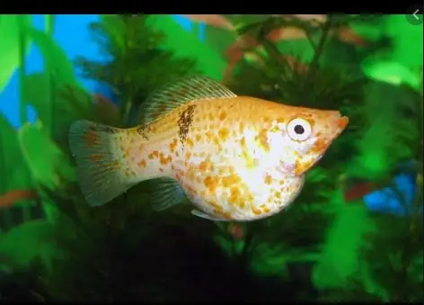 Cá Bình Tích Bị Lắc