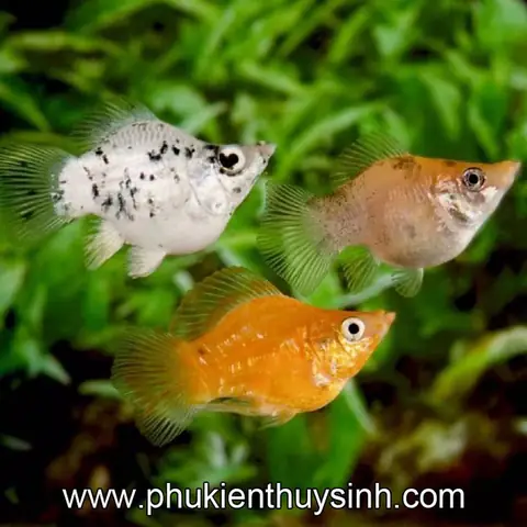 /files/sanpham/1125/1/jpg/ca-binh-tich.jpg