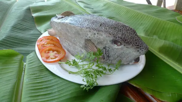 Cá Bò Hòm Là Cá Nóc: Phân Biệt, Đặc Điểm & Những Điều Cần Biết
