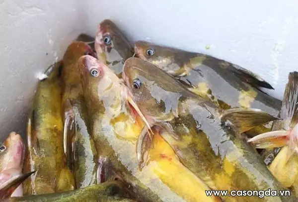 Cá Bò Sông Đà
