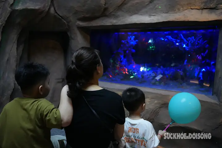 Cá Bơi Tung Tăng 'dưới Đại Dương Không Nước'- Ảnh 2.