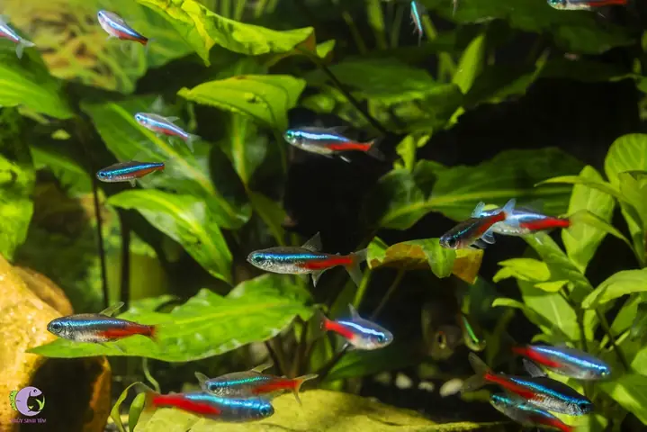 Cá Cảnh Bơi Theo Đàn - Neon (neon Tetra)