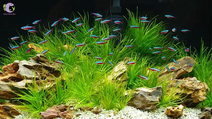 Cá Cảnh Bơi Theo Đàn - Neon (neon Tetra)
