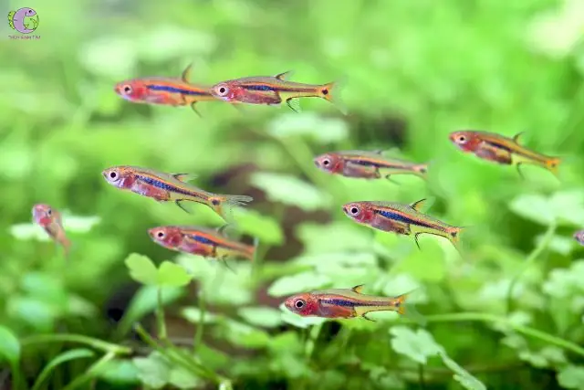 Cá Cảnh Bơi Theo Đàn - Trâm (boraras)