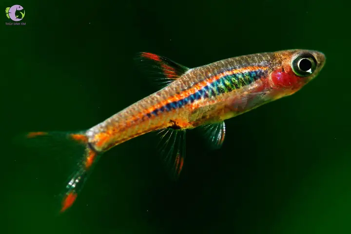 Cá Cảnh Bơi Theo Đàn - Trâm (boraras)