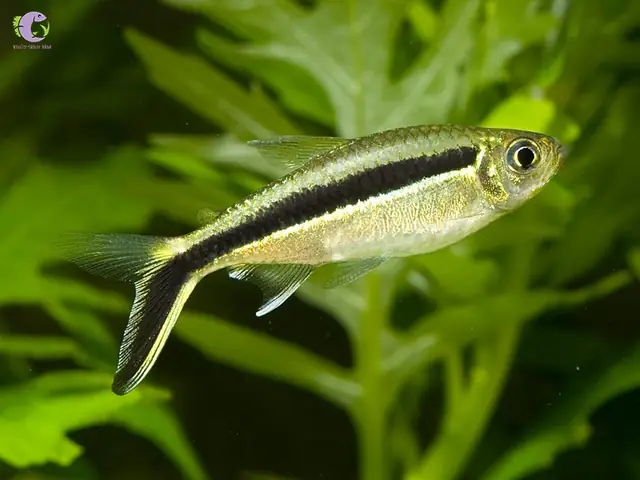 Cá Cảnh Bơi Theo Đàn - Chim Cánh Cụt (hockey Stick Tetra)