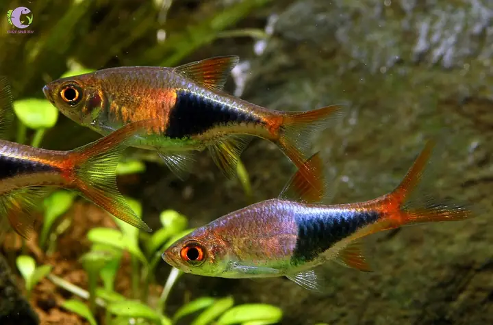 Cá Cảnh Bơi Theo Đàn - Tam Giác (harlequin Rasbora)