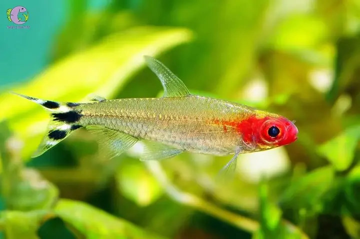 Cá Cảnh Bơi Theo Đàn - Sóc Đầu Đỏ (rummy Nose Tetra)