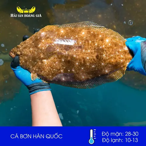 Cá Bơn Hàn Quốc Nhập Khẩu Tươi Sống, Chất Lượng Nhất