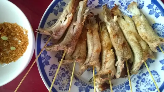 Cá Bống Dừa Ăn Gì Và Cách Nuôi Cá Bống Dừa
