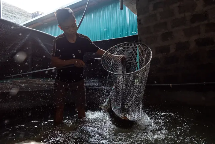 Phần Lớn Người Dân Nuôi Cá Bỗng Vẫn Giữ Phương Pháp Nuôi Quảng Canh, Tận Dụng Nguồn Thức Ăn Có Sẵn Tại Địa Phương, Chủ Yếu Là Rau, Lá Sắn, Thân Chuối Băm Nhỏ, Bèo,..