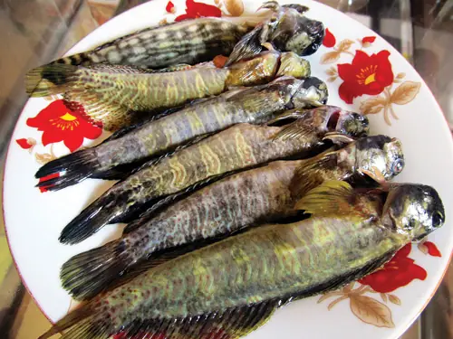 Cá Bóng Là Cá Gì? Tổng Quan Chi Tiết Về Loài Cá Bóng, Đặc Điểm, Môi Trường Sống Và Giá Trị Kinh Tế
