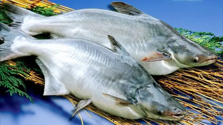 Cá Basa Miền Bắc Gọi Là Gì?