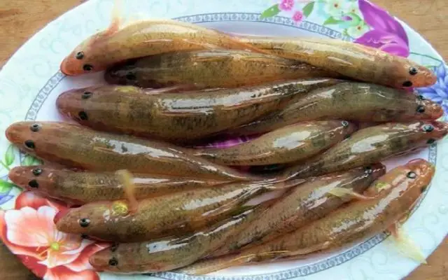 Cá Bống Nước Ngọt Là Gì?