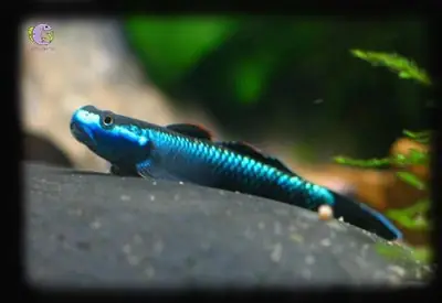 Cá Bống Rồng Blue Neon: Loài Cá Cảnh Nổi Bật Với Màu Sắc Huyền Ảo