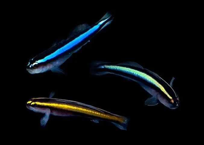 Cá Bống Rồng Blue Neon