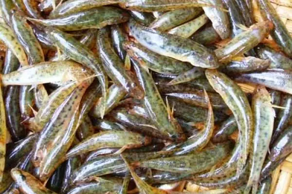 Cá Bống Sông Đà - 260k/kg