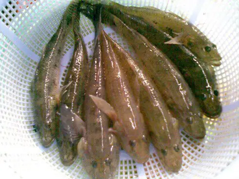 Cá Bống Sông Đà