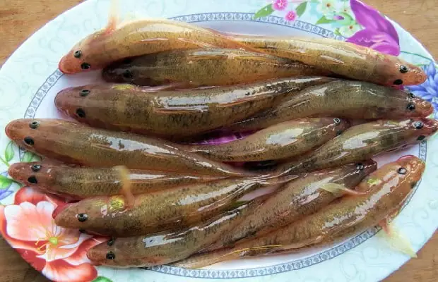 Cá Bống Sông Đà - 260k/kg