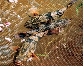 Cá Bống Tượng Ăn Gì