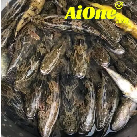 Cá Bống Tượng Giá Bao Nhiêu? Bảng Giá & Món Ngon Nhất Định Phải Thử