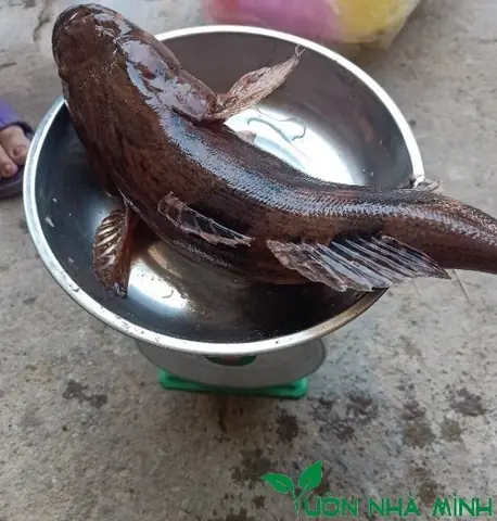 Cá Bống Tượng Giá Bao Nhiêu? Bảng Giá & Món Ngon Nhất Định Phải Thử