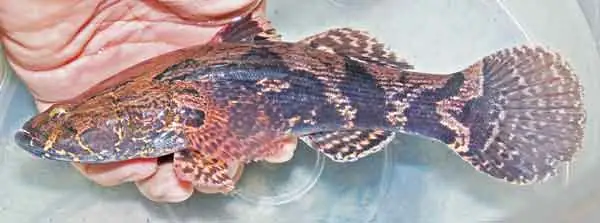 - Ảnh 3.
