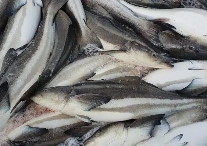 Cá Bớp Là Cá Gì
