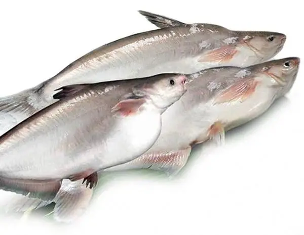 Cá Bớp Tiếng Anh Là Gì? Khám Phá Toàn Diện Về Loài Cá Cobia