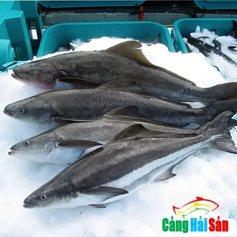 Cá Bớp Tiếng Anh Là Gì? Khám Phá Toàn Diện Về Loài Cá Cobia