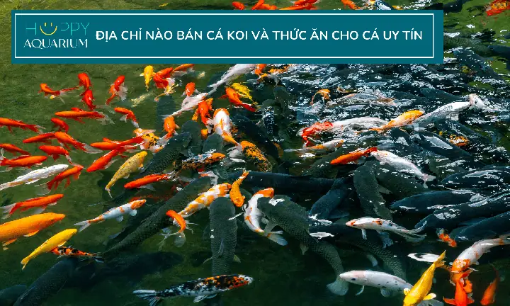 Thức Ăn Cho Cá Koi Bổ Sung Các Dưỡng Chất Cần Thiết