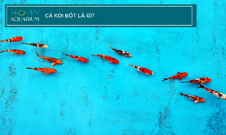 Môi Trường Sống Cho Cá Koi Bột