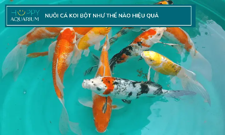 Cá Koi Bột Là Gì? Chọn Thức Ăn Cho Cá Koi Bột Như Thế Nào Hiệu Quả?