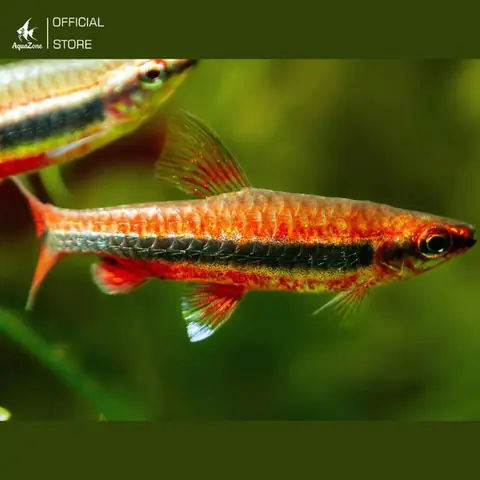 Cá Bút Chì Đỏ