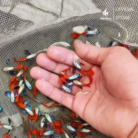 Cá 7 Màu: Cẩm Nang Đầy Đủ Về Loài Cá Cảnh Đẹp Và Dễ Nuôi
